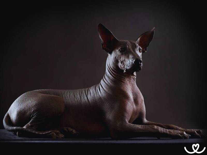 Plemeno-mexicky-nahac-Xoloitzcuintle (13)